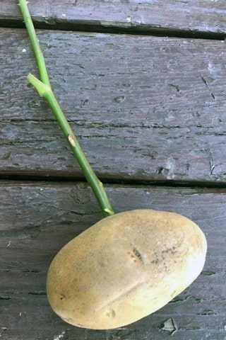 rose propagation potato