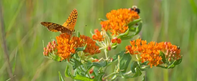 Orange Butterfly Milkweed