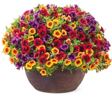 Calibrachoa Mixed