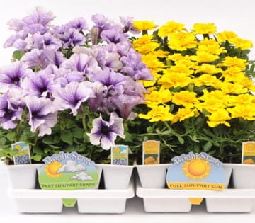 Jumbo Annuals