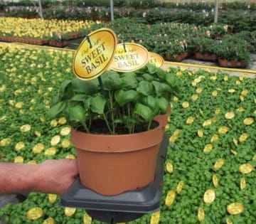 6″ Herbs 6" Herbs