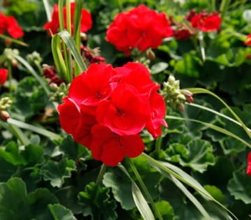 Geraniums
