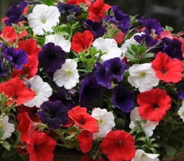 Wave Petunias