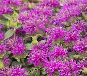 Balmy Lilac Balmy Lilac