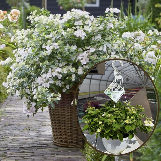 Fairytrail Hydrangea Fairytrail Hydrangea