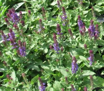 Salvia Salvia