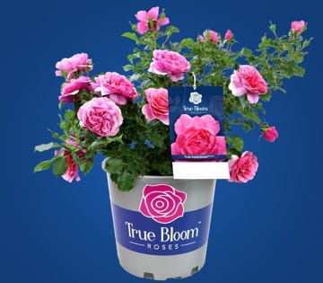 True Bloom Roses True Bloom Roses