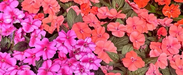 Sun Patiens